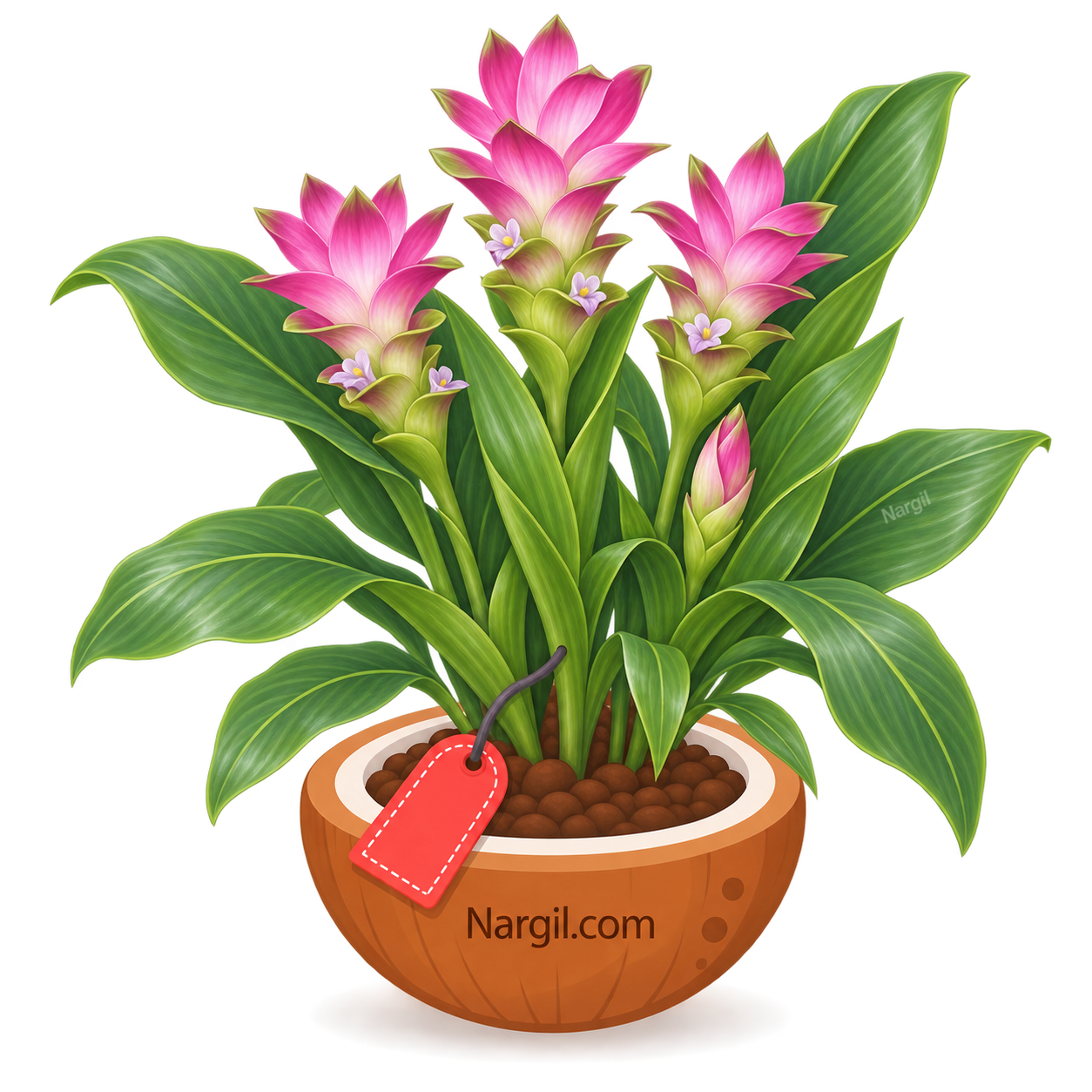 Nargil_Curcuma alismatifolia